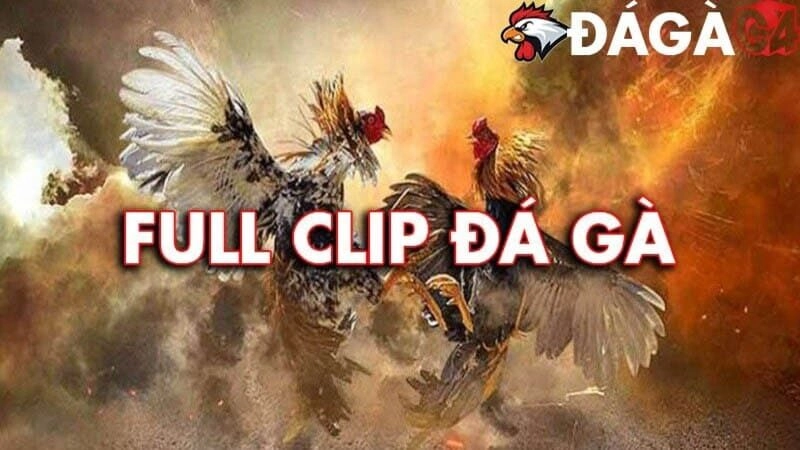 Những Yếu Tố Quyết Định Độ Uy Tín Của Trang Cá Cược Đá Gà Online