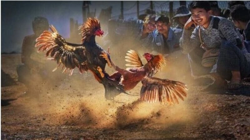 Lựa Chọn Nhà Cái Uy Tín: Hướng Dẫn Và Lời Khuyên
