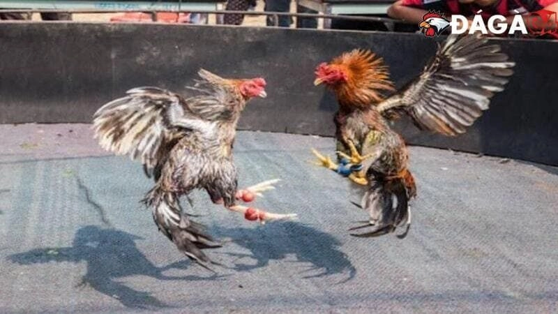 Cách Lựa Chọn Gà Đá C1