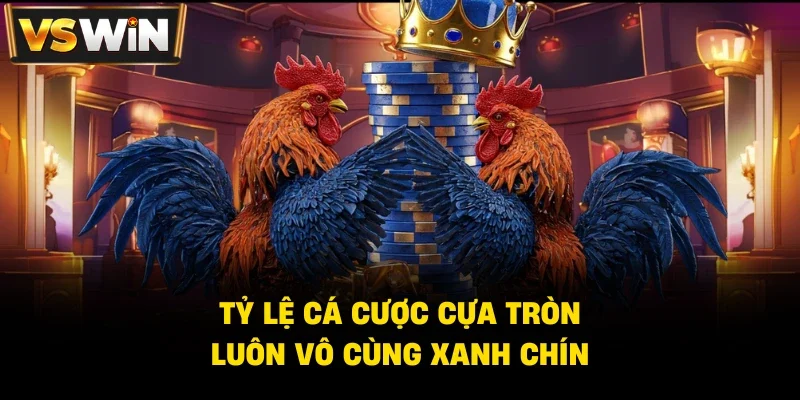 Thuật Ngữ Thường Gặp Trong Các Trận Đá Gà Vswin